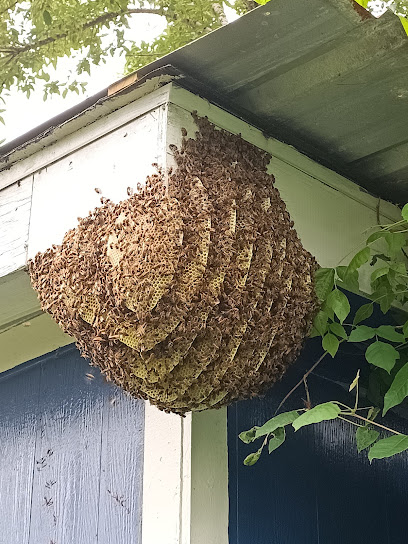 Bee Sting Farm, Bee Removal and Rescue