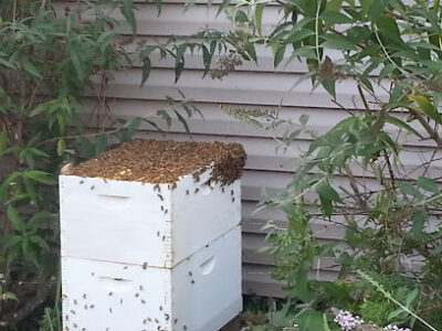 Dry Rock Apiary