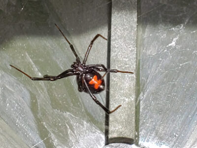Gulf Coast Pest Control