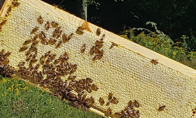 Bennetts Valley Honey Company