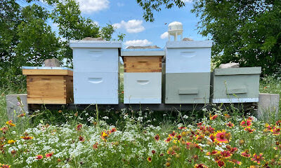 Mielke & Honey Bees