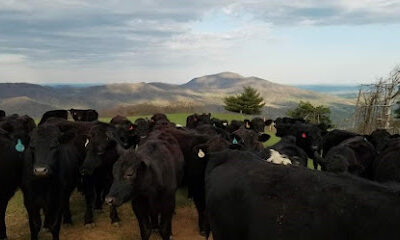 Clover Hill Farms & Clover Hill Angus