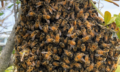 Bee removal/Snyder’s Hives and Honey