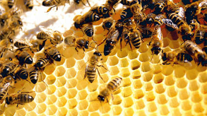 The Bee Removers