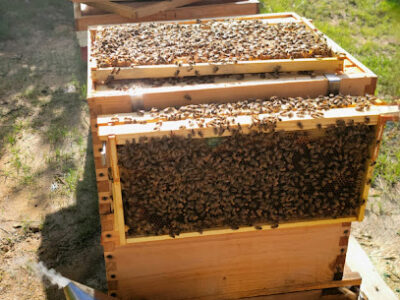 My Cool Bees
