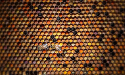 Homers Honeybee and Supplies