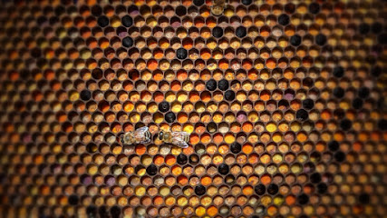 Homers Honeybee and Supplies