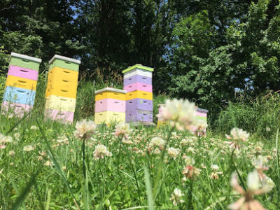 Hudsonville Honey