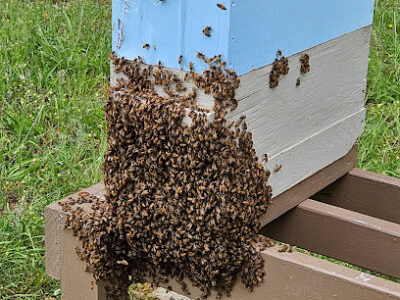 G's Bees NC