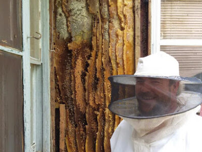 Thorn's Bee Service