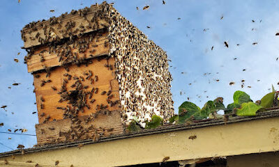 Sunshine Honey and Bee Removal