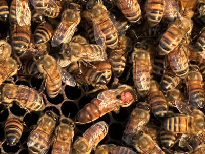 Coastal Honey