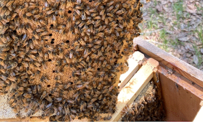 Winding Creek Bee Supply LLC