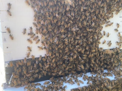 Sweet & Happy Bee