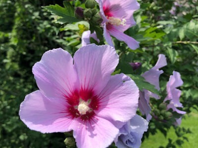 a.Duy's Bees