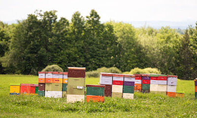 Swan's Honey