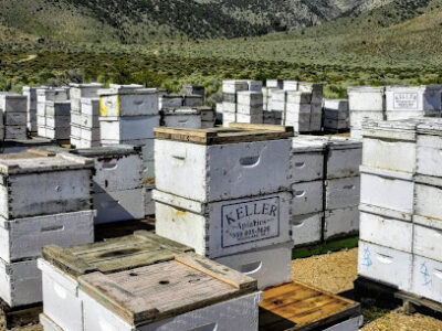 Keller Apiaries