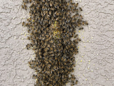 Ed Agocs Bee Removal