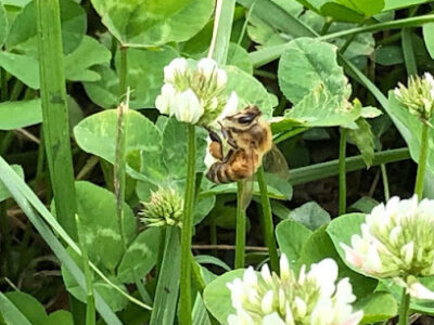 BeeWitched Honey Farm LLC