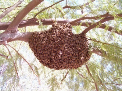 Beetech Bee Control LLC Bee Removal Service