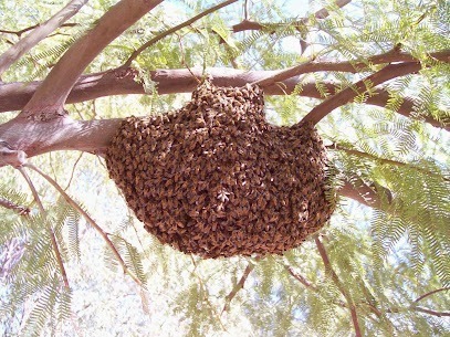 Beetech Bee Control LLC Bee Removal Service