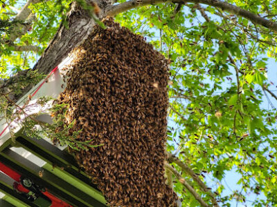 Almond Bros. Apiary