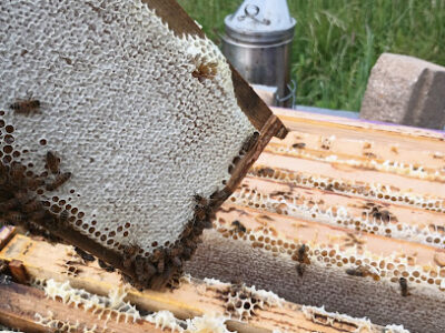 Urban Honey Bee