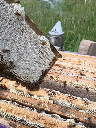 Urban Honey Bee