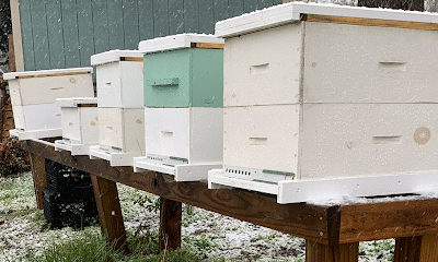 Abby's Apiary