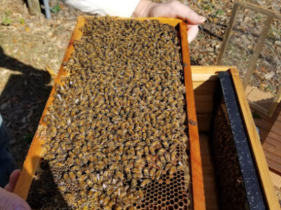 Royal Brood Apiary