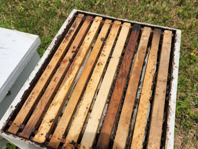 The Queen Apiaries