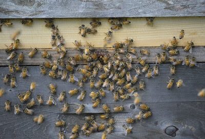 Crystal Bee Supply