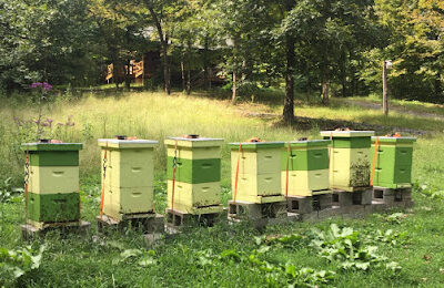 Allgood Honey and Things