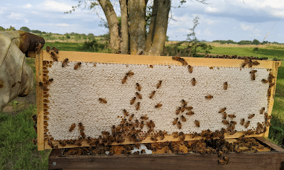 Furry Woods Honey Farm