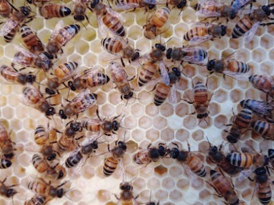 Prairie Gold Honey