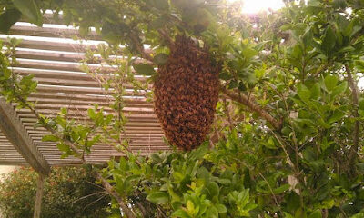 Cornerstone Honey Bees