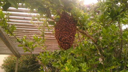 Cornerstone Honey Bees