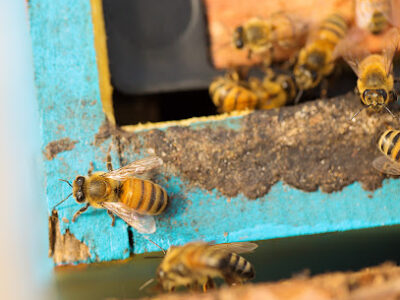 BeeMade Honey - Glass, Gifts & Supplies