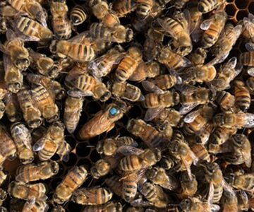 Smith Family Bee Farms