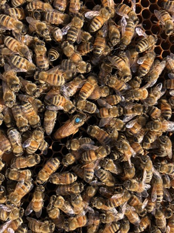 Smith Family Bee Farms