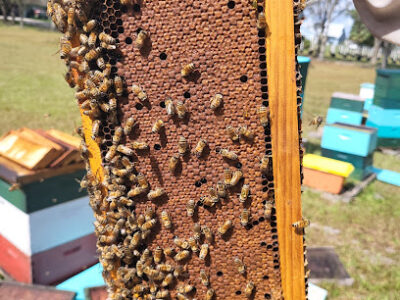 YME Apiary LLC