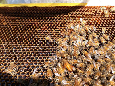 The Eden Evans Apiary