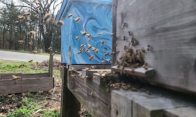 Bee Haven Hive & Honey Co.