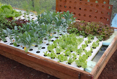 Paradise Meadows Orchard and Bee Farm, Home of Hawaii's Local Buzz
