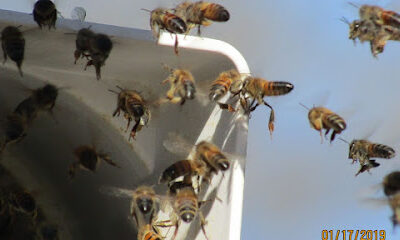 Brown's Bee Removal & Apiary