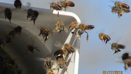 Brown's Bee Removal & Apiary