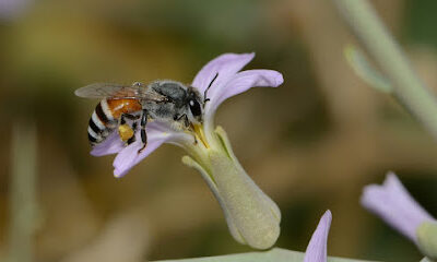 beesnmore