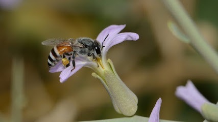 beesnmore