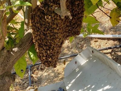 Camarillo Bee Removal Specialist
