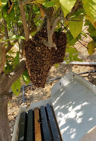 Camarillo Bee Removal Specialist